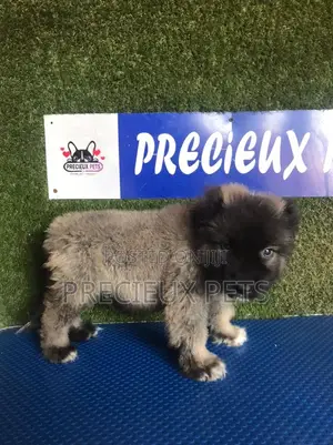1-3 months Male Purebred Caucasian Shepherd