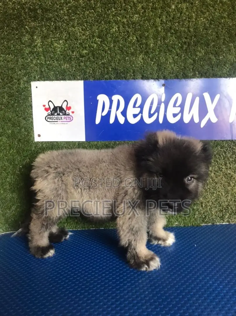 1-3 months Male Purebred Caucasian Shepherd