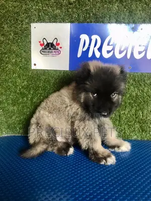 1-3 months Male Purebred Caucasian Shepherd