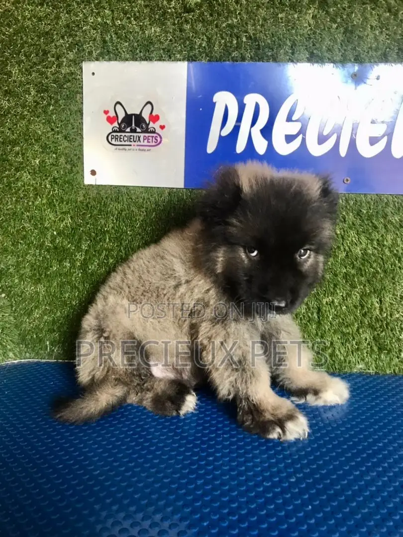 1-3 months Male Purebred Caucasian Shepherd