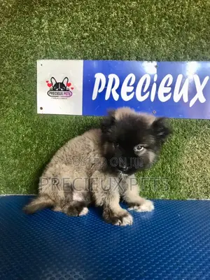 1-3 months Male Purebred Caucasian Shepherd