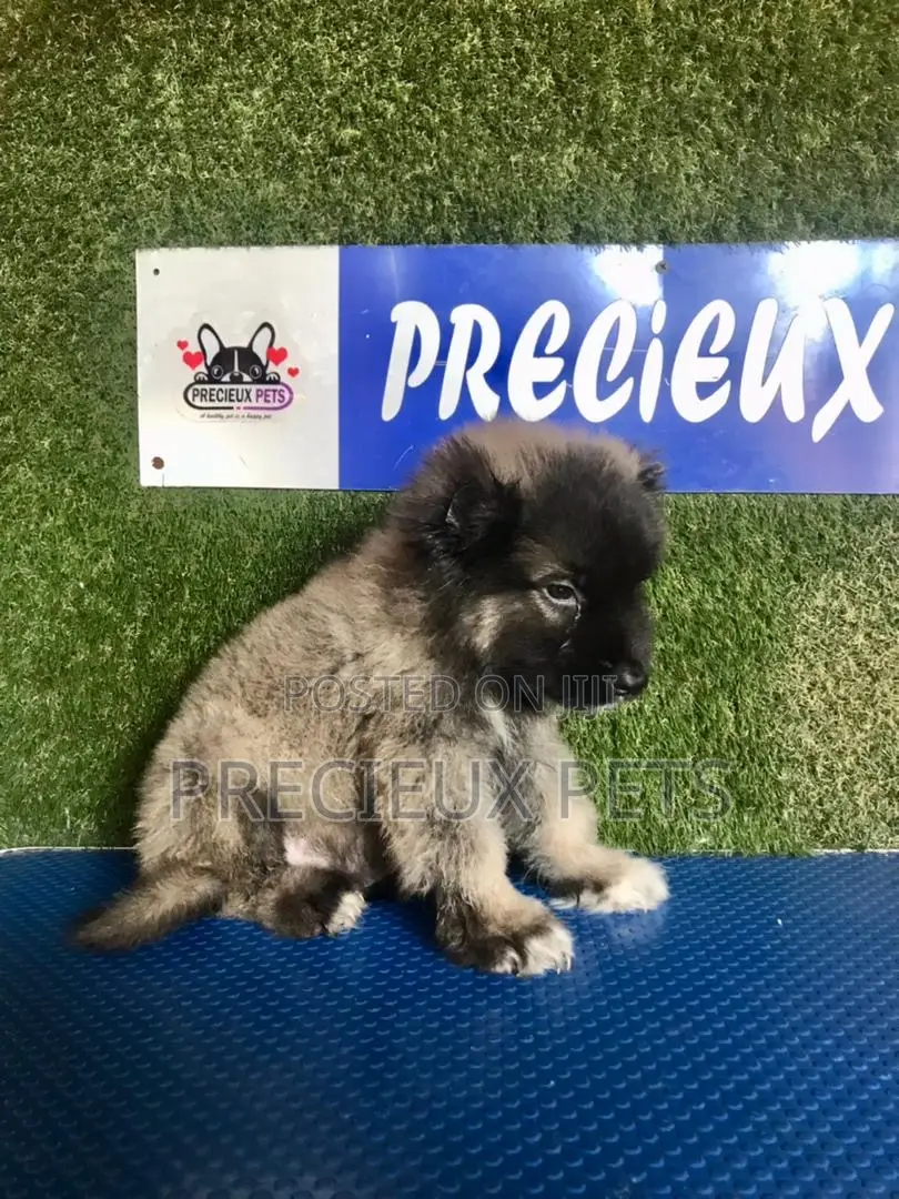 1-3 months Male Purebred Caucasian Shepherd