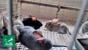 Pet Rabbits Just for You