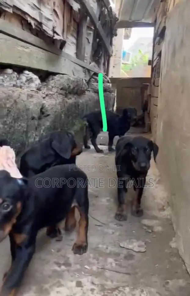 1-3 months Male Purebred Doberman Pinscher