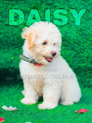 1-3 months Male Purebred Maltese