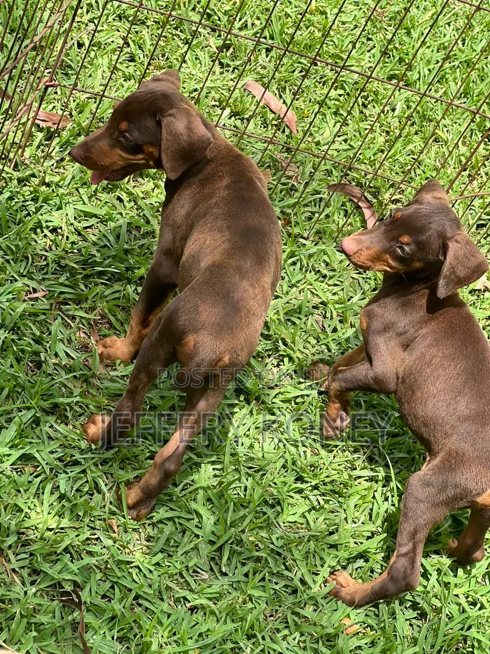 1-3 months Female Purebred Doberman Pinscher