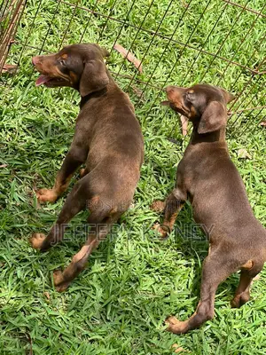 1-3 months Female Purebred Doberman Pinscher
