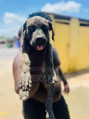 1-3 months Male Purebred Boerboel