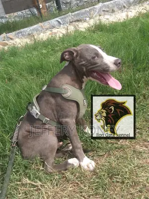 3-6 months Male Purebred American Pit Bull Terrier