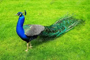 Beautiful And Healthy Peacocks Available For Sale