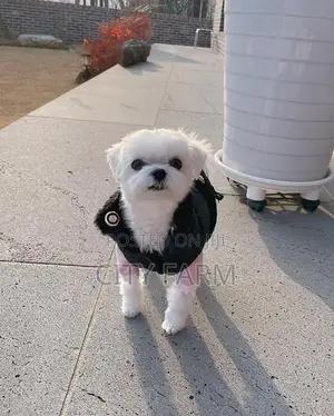 3-6 months Female Purebred Maltese
