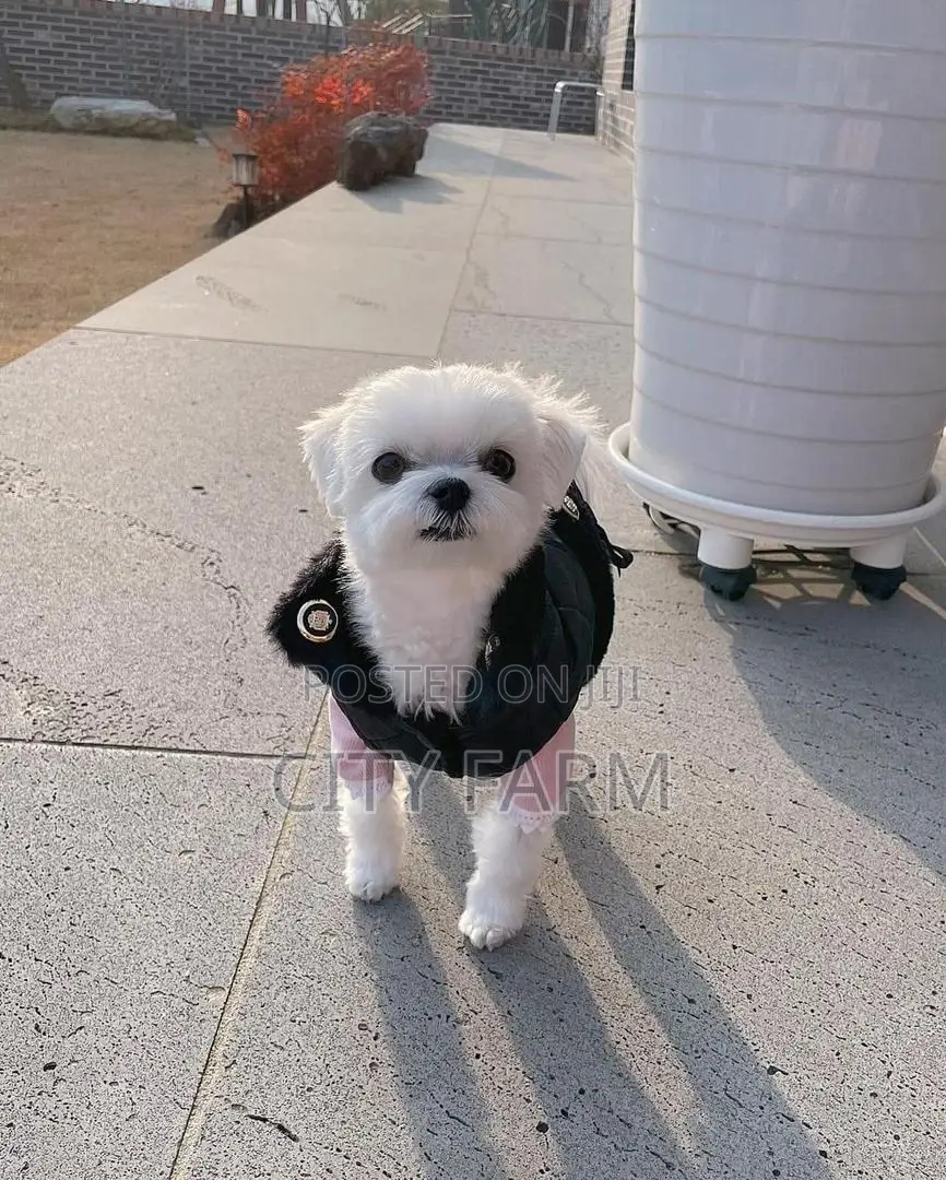 3-6 months Female Purebred Maltese