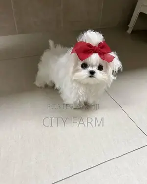 1-3 months Female Purebred Maltese
