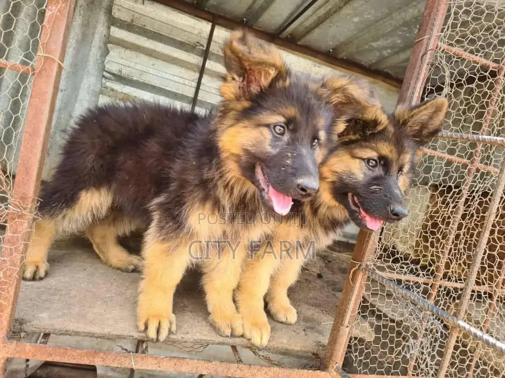 1-3 months Male Purebred German Shepherd