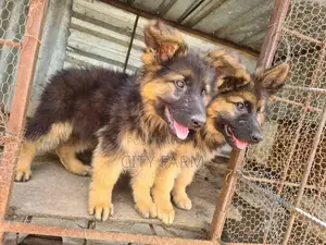 1-3 months Male Purebred German Shepherd