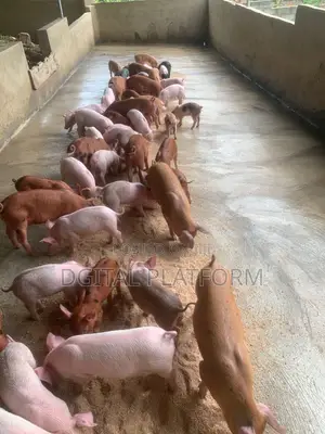 Pigs and Piglets Available (Pietrain, Duroc, White Breeds)