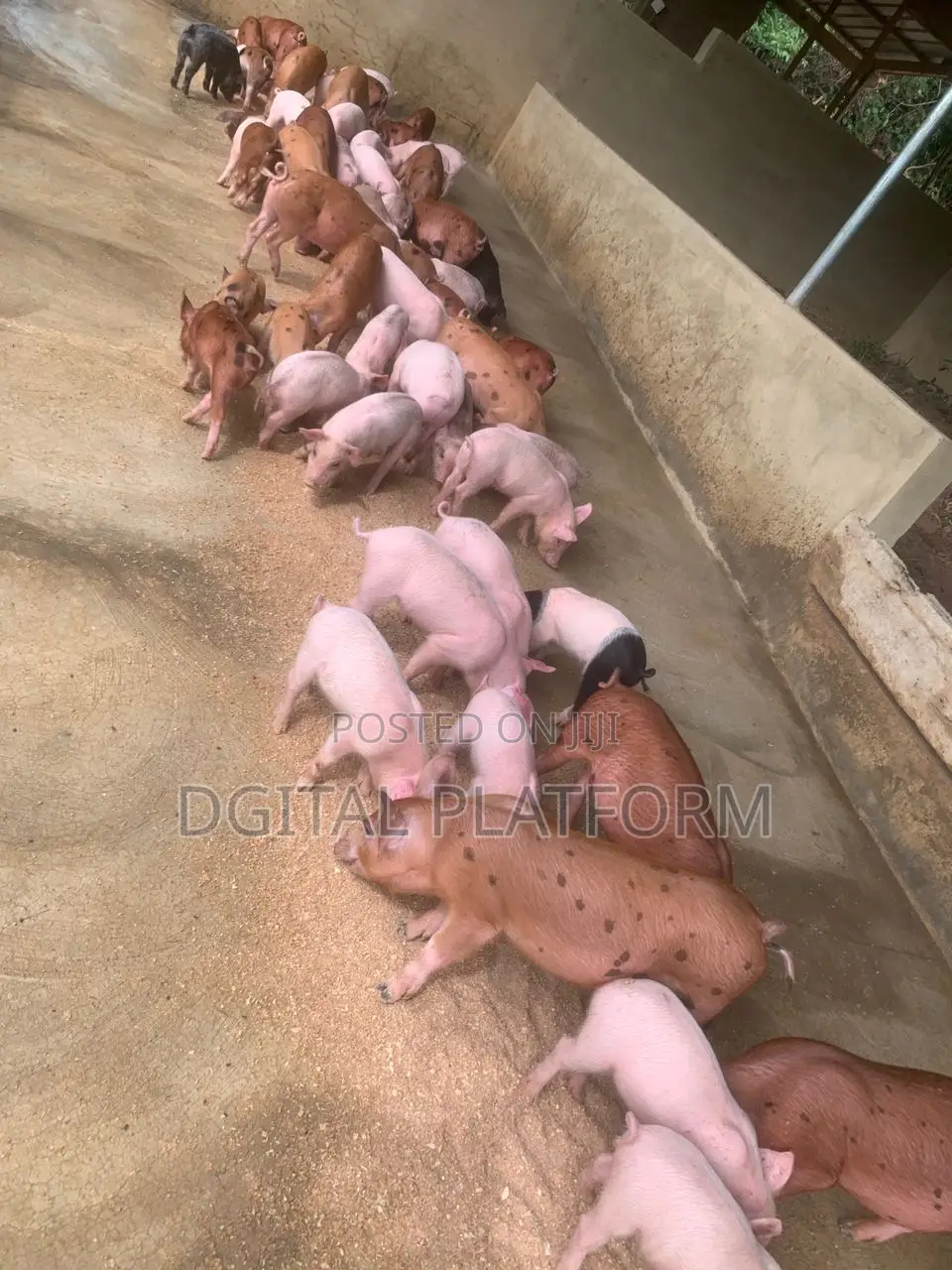 Pigs and Piglets Available (Pietrain, Duroc, White Breeds)
