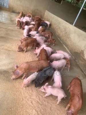 Pigs and Piglets Available (Pietrain, Duroc, White Breeds)