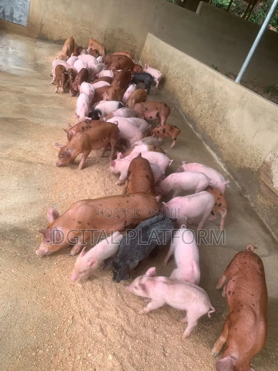 Pigs and Piglets Available (Pietrain, Duroc, White Breeds)