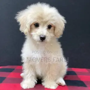 1-3 months Male Purebred Poodle