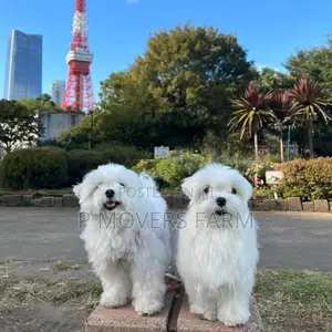 1-3 months Female Purebred Maltese