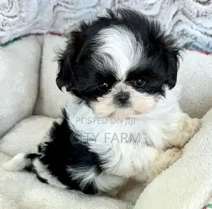 1-3 months Female Purebred Poodle