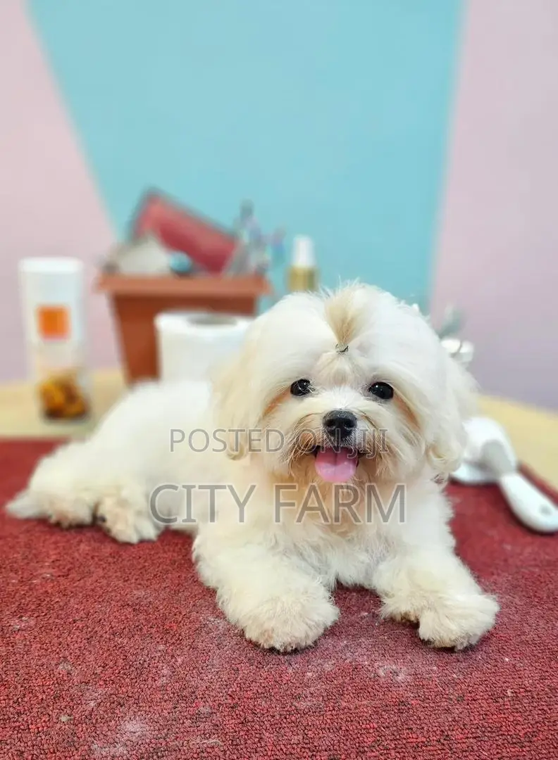 1-3 months Male Purebred Maltese