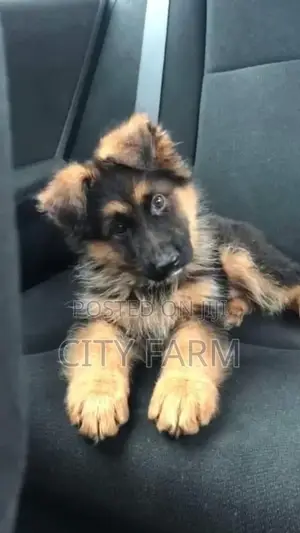 1-3 months Male Purebred German Shepherd