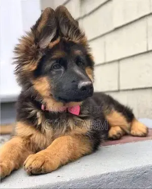 1-3 months Female Purebred German Shepherd