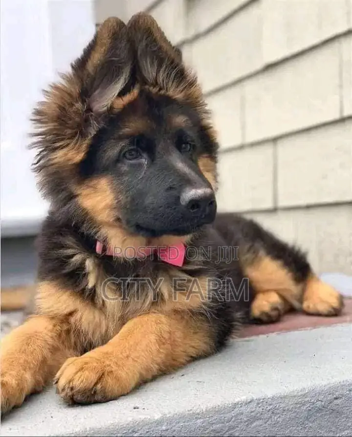 1-3 months Female Purebred German Shepherd