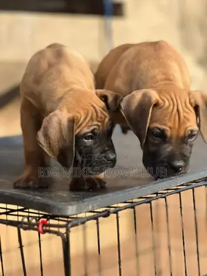 1-3 months Male Purebred Boerboel