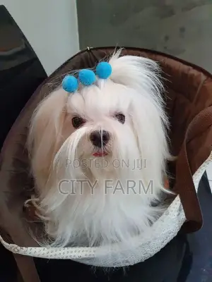 1-3 months Male Purebred Maltese