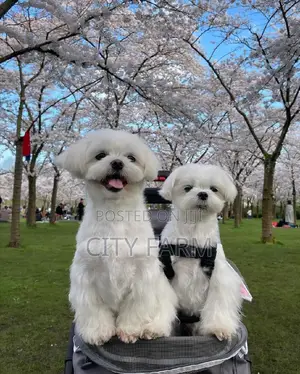 1-3 months Female Purebred Lhasa Apso