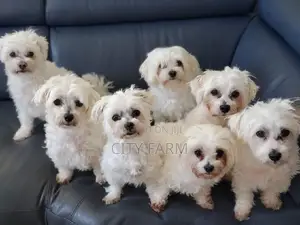 1-3 months Male Purebred Maltese