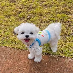 1-3 months Female Purebred Maltese