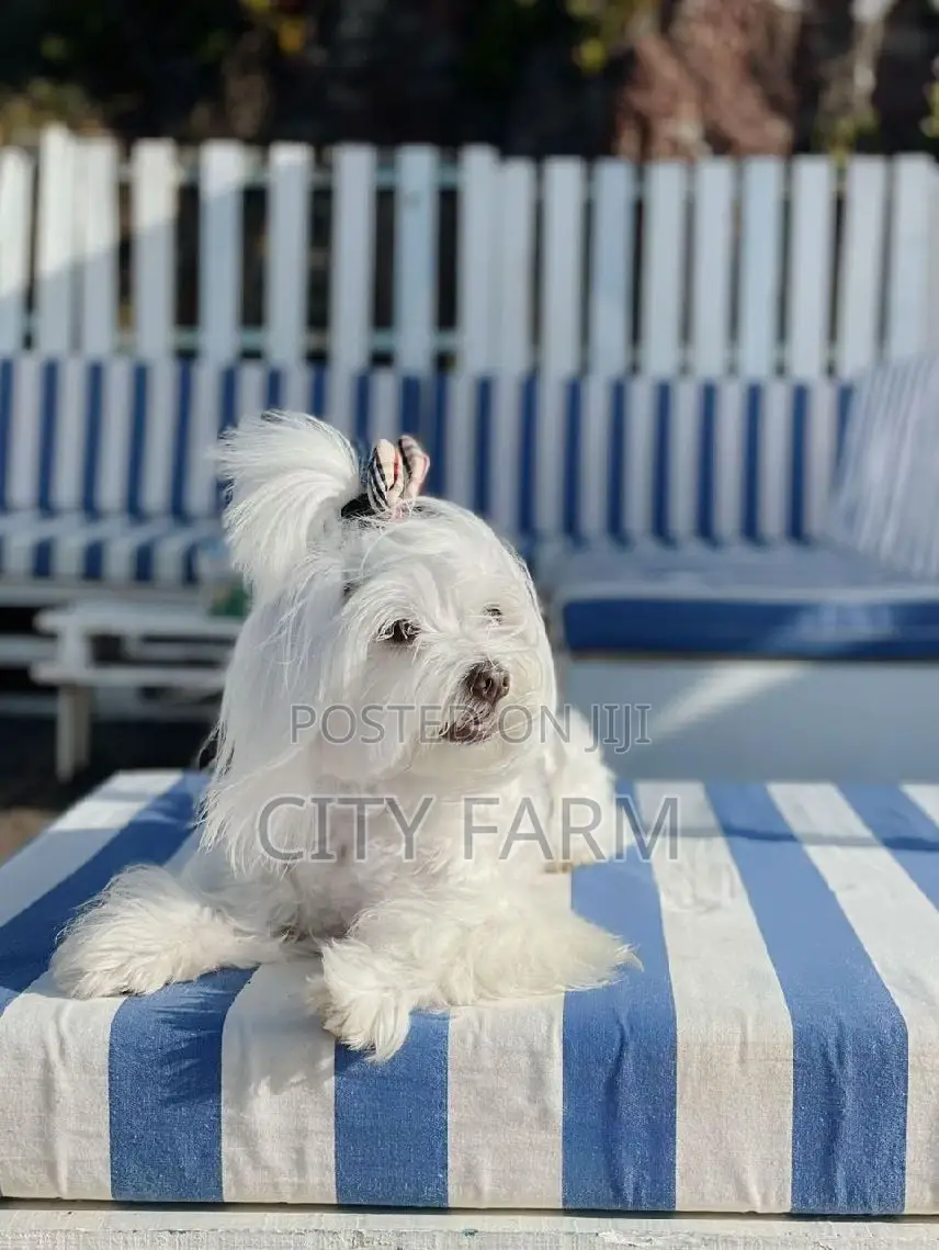 3-6 months Male Purebred Maltese
