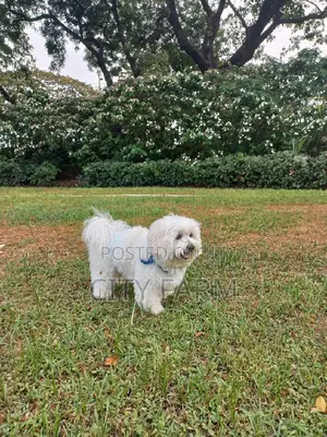 3-6 months Male Purebred Poodle