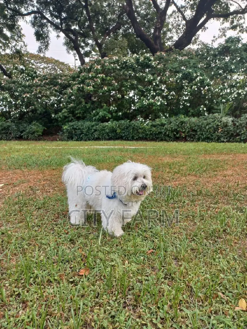 3-6 months Male Purebred Poodle