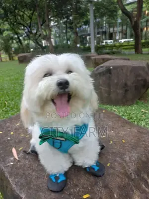 1-3 months Male Purebred Lhasa Apso