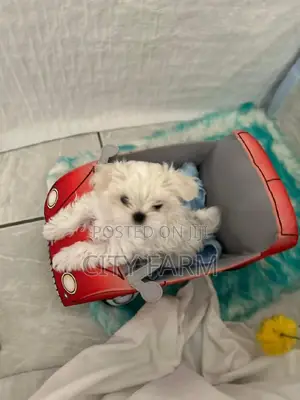 1-3 months Male Purebred Maltese