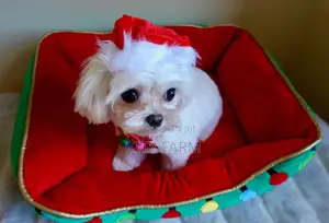 1-3 months Female Purebred Bichon Frise