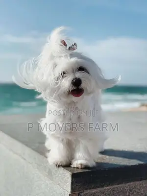 1-3 months Male Purebred Maltese