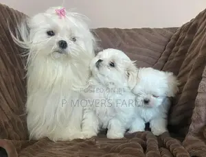 1-3 months Male Purebred Maltese