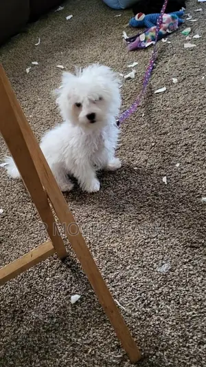 1-3 months Male Purebred Maltese