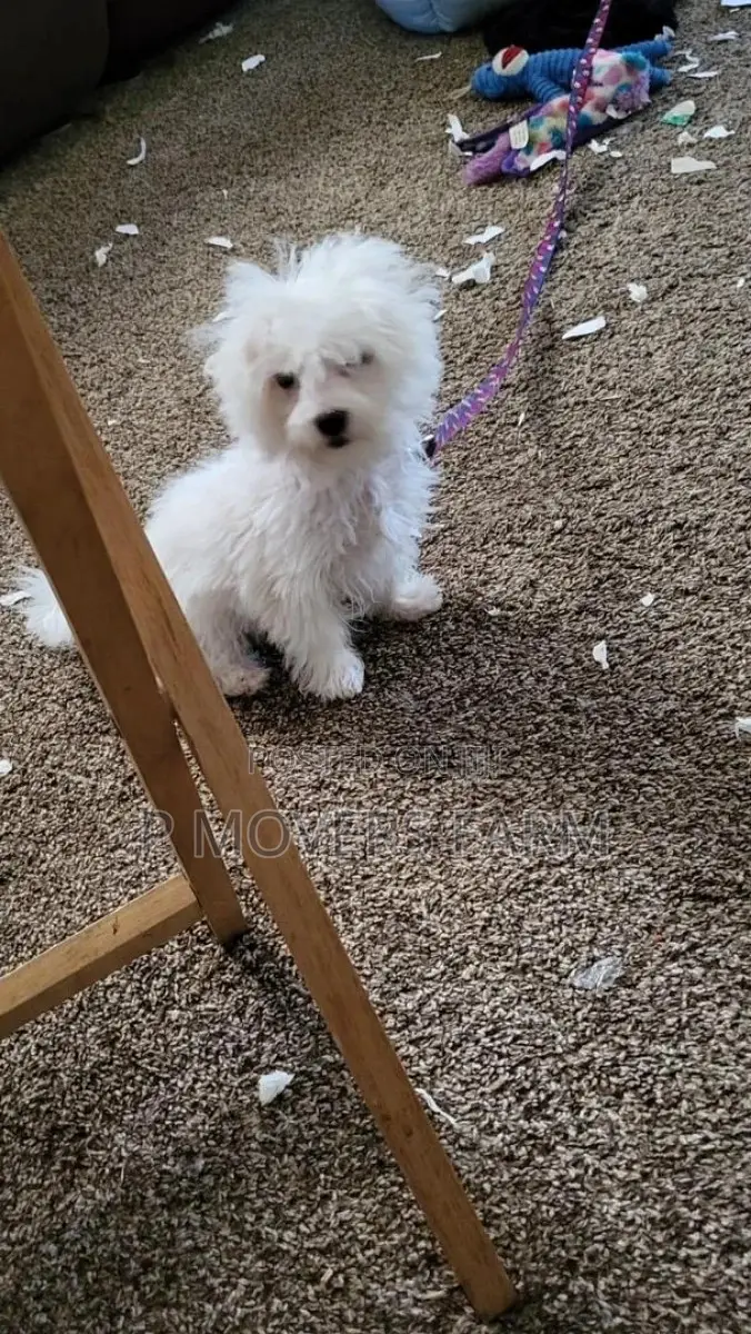 1-3 months Male Purebred Maltese