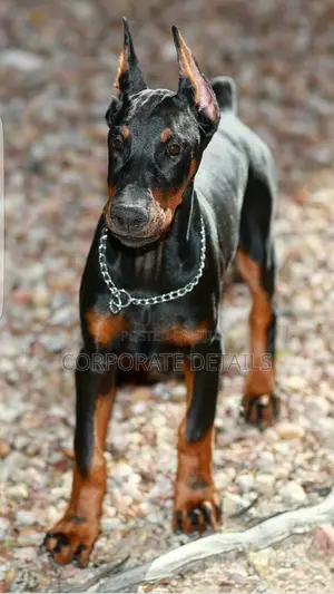 1-3 months Male Purebred Doberman Pinscher