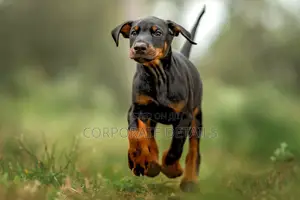 1-3 months Male Purebred Doberman Pinscher