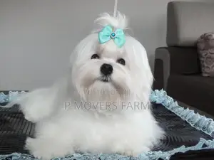 1-3 months Male Purebred Maltese