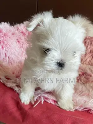 1-3 months Male Purebred Maltese