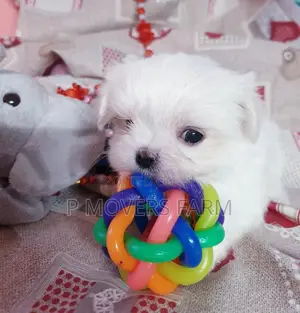 1-3 months Male Purebred Maltese